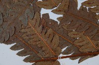 日本狗脊蕨藏品圖，第4張