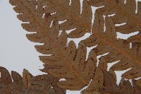 日本狗脊蕨藏品圖，第5張