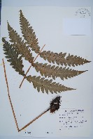 日本狗脊蕨藏品圖，第1張