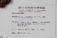 日本狗脊蕨藏品圖，第2張