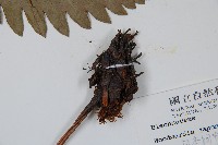 日本狗脊蕨藏品圖，第3張