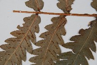 日本狗脊蕨藏品圖，第4張