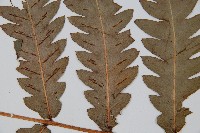 日本狗脊蕨藏品圖，第5張