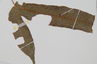 裂羽崇澍蕨藏品圖，第3張