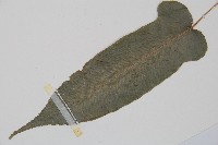 裂羽崇澍蕨藏品圖，第5張