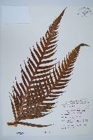 臺灣狗脊蕨藏品圖，第1張