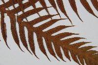 臺灣狗脊蕨藏品圖，第3張