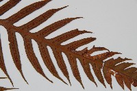 臺灣狗脊蕨藏品圖，第4張