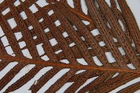 臺灣狗脊蕨藏品圖，第5張