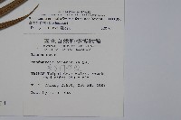 臺灣狗脊蕨藏品圖，第2張