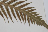 臺灣狗脊蕨藏品圖，第3張