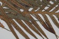 臺灣狗脊蕨藏品圖，第4張