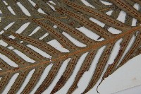 臺灣狗脊蕨藏品圖，第5張