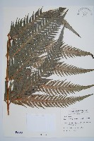 東方狗脊蕨藏品圖，第1張