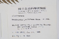 東方狗脊蕨藏品圖，第2張