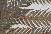 東方狗脊蕨藏品圖，第3張