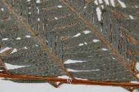 東方狗脊蕨藏品圖，第4張