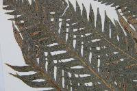 東方狗脊蕨藏品圖，第5張