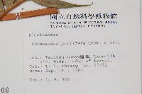 東方狗脊蕨藏品圖，第2張