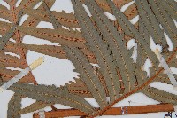 東方狗脊蕨藏品圖，第3張