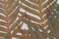 東方狗脊蕨藏品圖，第4張