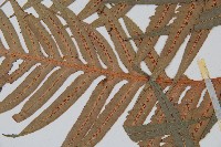 東方狗脊蕨藏品圖，第5張