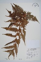 生芽狗脊蕨、頂芽狗脊蕨藏品圖，第1張