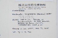 生芽狗脊蕨、頂芽狗脊蕨藏品圖，第2張