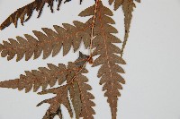 生芽狗脊蕨、頂芽狗脊蕨藏品圖，第3張