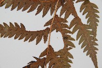 生芽狗脊蕨、頂芽狗脊蕨藏品圖，第4張