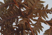 生芽狗脊蕨、頂芽狗脊蕨藏品圖，第5張