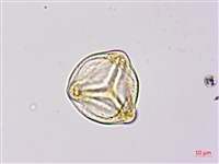 燕尾蕨藏品圖，第1張