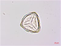 燕尾蕨藏品圖，第2張