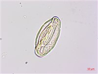 燕尾蕨藏品圖，第3張