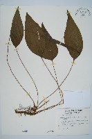 燕尾蕨藏品圖，第1張