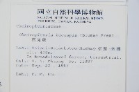 燕尾蕨藏品圖，第2張