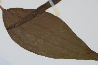 燕尾蕨藏品圖，第3張