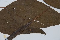 燕尾蕨藏品圖，第4張