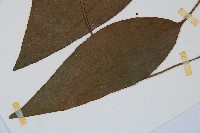 燕尾蕨藏品圖，第5張