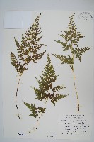 高山金粉蕨藏品圖，第1張