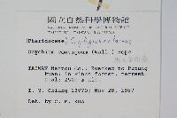 高山金粉蕨藏品圖，第2張