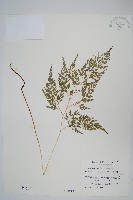 高山金粉蕨藏品圖，第1張