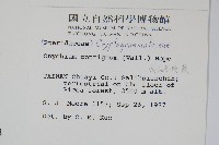 高山金粉蕨藏品圖，第2張