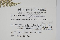 高山金粉蕨藏品圖，第2張