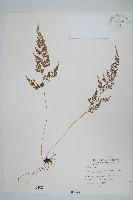 日本金粉蕨藏品圖，第1張