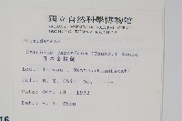 日本金粉蕨藏品圖，第2張