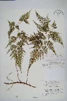 高山金粉蕨藏品圖，第1張