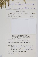 高山金粉蕨藏品圖，第2張