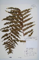 韓氏黑桫欏藏品圖，第1張