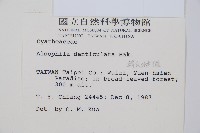 韓氏黑桫欏藏品圖，第2張